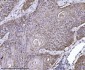 Anti-Erlin-2/ERLIN2 Antibody Picoband™ (monoclonal, 3H9A2)